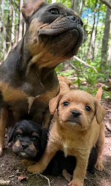 Mini Frenchiepoo (French Boodle ou Floodle) - Photo 4