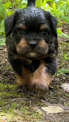 Mini Frenchiepoo (French Boodle ou Floodle) - Photo 5