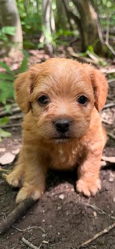 Mini Frenchiepoo (French Boodle ou Floodle) - Photo 6