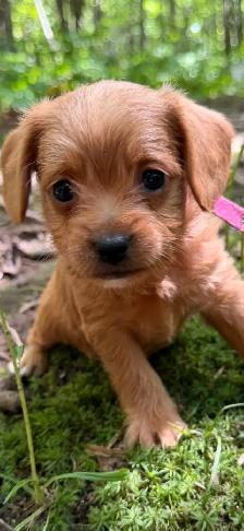 Mini Frenchiepoo (French Boodle ou Floodle) - Photo 7