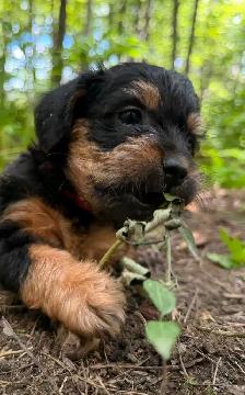 Mini Frenchiepoo (French Boodle ou Floodle) - Photo 8