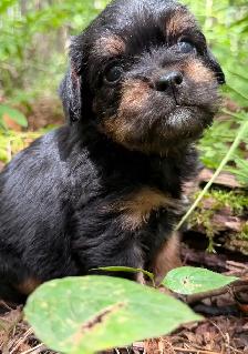 Mini Frenchiepoo (French Boodle ou Floodle) - Photo 9