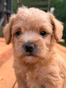Mini Frenchiepoo (French Boodle ou Floodle) - Photo 10
