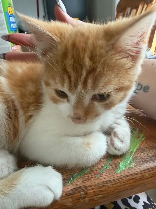 chaton  male