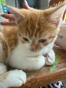 chaton  male