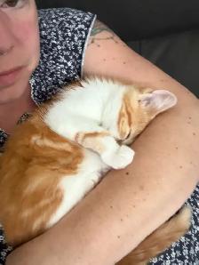 chaton  male - Photo 2