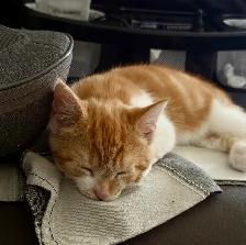 chaton  male - Photo 3