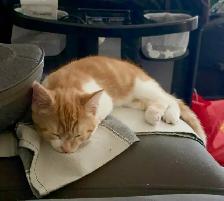 chaton  male - Photo 4