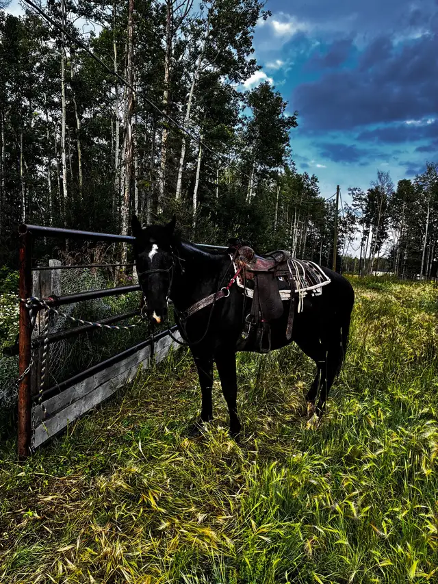 looking for a pure bred quarter horse