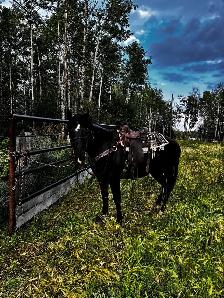 looking for a pure bred quarter horse