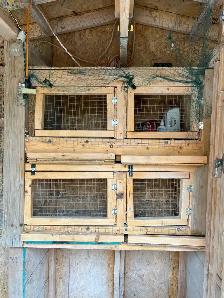 Pigeons equipment Available - Photo 9