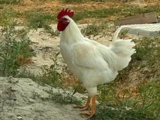 Six Roosters Looking For New Homes