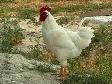 Six Roosters Looking For New Homes