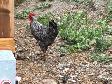 Six Roosters Looking For New Homes - Photo 2