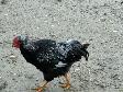 Six Roosters Looking For New Homes - Photo 3