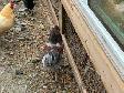 Six Roosters Looking For New Homes - Photo 4