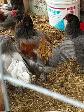 Six Roosters Looking For New Homes - Photo 5