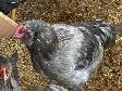 Six Roosters Looking For New Homes - Photo 6