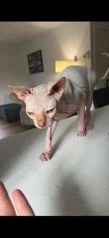 chat sphinx de 5 ans opérée un garçon