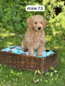 Mini Goldendoodle Puppies for Sale