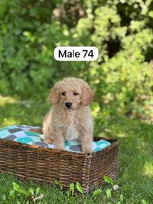 Mini Goldendoodle Puppies for Sale - Photo 2