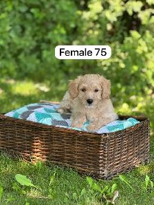 Mini Goldendoodle Puppies for Sale - Photo 3