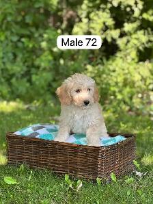 Mini Goldendoodle Puppies for Sale - Photo 4