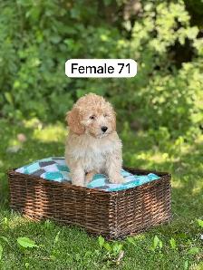 Mini Goldendoodle Puppies for Sale - Photo 5