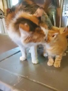 Tabby mixed kittens - Photo 2