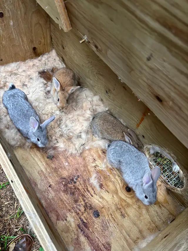 Pure bred Flemish giants