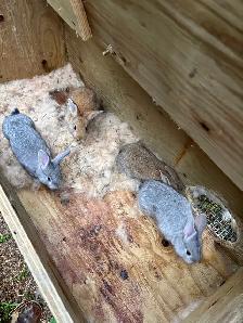 Pure bred Flemish giants
