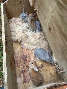 Pure bred Flemish giants - Photo 2