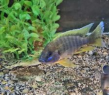lemon jake male 4.5' - Photo 3