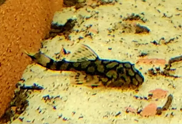 wabenmuster bristlenose plecos 1.5'