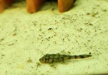 wabenmuster bristlenose plecos 1.5' - Photo 2