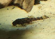 wabenmuster bristlenose plecos 1.5' - Photo 3