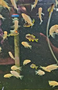 red fin borleyi & albino red shoulder juveniles 1.5'-2' - Photo 2