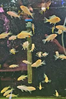 red fin borleyi & albino red shoulder juveniles 1.5'-2' - Photo 3