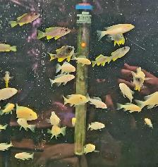 red fin borleyi & albino red shoulder juveniles 1.5'-2' - Photo 4