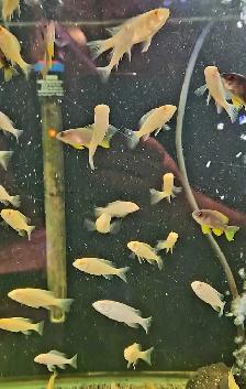 red fin borleyi & albino red shoulder juveniles 1.5'-2' - Photo 5