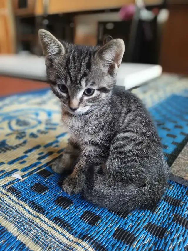 Adorable Kittens looking for a home