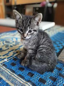 Adorable Kittens looking for a home