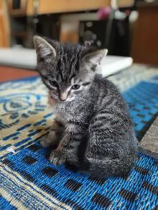 Adorable Kittens looking for a home - Photo 2