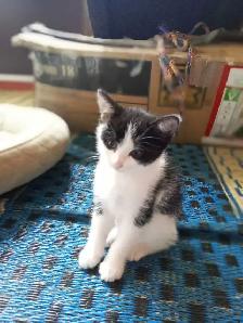 Adorable Kittens looking for a home - Photo 3