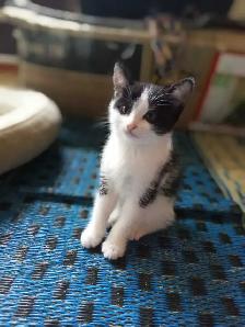 Adorable Kittens looking for a home - Photo 4