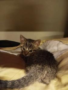 Adorable Kittens looking for a home - Photo 5