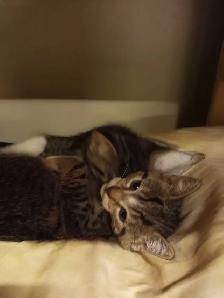 Adorable Kittens looking for a home - Photo 6