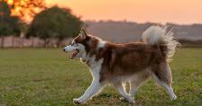 FREE Dog Walking summer service in Vaughan for Dog owners