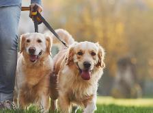 FREE Dog Walking summer service in Vaughan for Dog owners - Photo 2