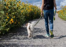 FREE Dog Walking summer service in Vaughan for Dog owners - Photo 3